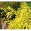 КИПАРИСОВИК ГОРОХОПЛОДНЫЙ "Filifera Aurea" ФИЛИФЕРА АУРЕА С3 - Cадовый центр "Солнечный", Екатеринбург