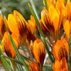 КРОКУС БОТАНИЧЕСКИЙ "ORANGE MONARCH" ОРАНЖ МОНАРХ 9/10 - Cадовый центр "Солнечный", Екатеринбург