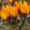 КРОКУС БОТАНИЧЕСКИЙ "ORANGE MONARCH" ОРАНЖ МОНАРХ 9/10 - Cадовый центр "Солнечный", Екатеринбург