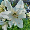 Лилия азиатская "Pearl White" Перл Уайт С1,6-2 - Cадовый центр "Солнечный", Екатеринбург