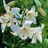 Лилия азиатская "Pearl White" Перл Уайт С1,6-2 - Cадовый центр "Солнечный", Екатеринбург