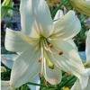 Лилия азиатская "Pearl White" Перл Уайт С1,6-2 - Cадовый центр "Солнечный", Екатеринбург