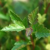 Пузыреплодник калинолистный "Little Greeny" Литтл Грини С3 - Cадовый центр "Солнечный", Екатеринбург