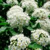 Пузыреплодник калинолистный "Little Greeny" Литтл Грини С3 - Cадовый центр "Солнечный", Екатеринбург