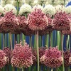 ЛУК ДЕКОРАТИВНЫЙ "RED MOHICAN" РЭД МОХИКАН - Cадовый центр "Солнечный", Екатеринбург
