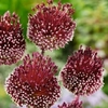 ЛУК ДЕКОРАТИВНЫЙ "RED MOHICAN" РЭД МОХИКАН - Cадовый центр "Солнечный", Екатеринбург