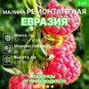 Малина ремонтантная  «Евразия» С3-5 - Cадовый центр "Солнечный", Екатеринбург