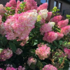 Гортензия метельчатая "Pink and Rose" Пинк энд Роуз C3 - Cадовый центр "Солнечный", Екатеринбург
