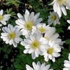АНЕМОНА (ВЕТРЕНИЦА ЛЕСНАЯ) "BLANC WHITE" БЛАНК ВАЙТ С2 - Cадовый центр "Солнечный", Екатеринбург