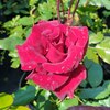 Роза чайно-гибридная "Black Baccara" Блэк Баккара С3 - Cадовый центр "Солнечный", Екатеринбург