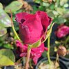 Роза чайно-гибридная "Black Baccara" Блэк Баккара С3 - Cадовый центр "Солнечный", Екатеринбург