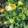 РОЗА ФЛОРИБУНДА "LEMON ROKOKO" ЛЕМОН РОКОКО С7 - Cадовый центр "Солнечный", Екатеринбург
