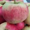 Яблоня "Розочка" 1-летка и старше С5 - Cадовый центр "Солнечный", Екатеринбург