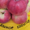 Яблоня "Серебряное копытце" 1-летка и старше С5 - Cадовый центр "Солнечный", Екатеринбург