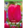 ТЮЛЬПАН ГИДРИД ДАРВИНА "LADY VAN EYCK" ЛЕДИ ВАН ЭЙК 12/14 - Cадовый центр "Солнечный", Екатеринбург