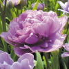 Тюльпан махровый "Lilac Perfection" Лилак Перфекшин - Cадовый центр "Солнечный", Екатеринбург