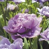 ТЮЛЬПАН ПИОНОВИДНЫЙ "LILAC PERFECTION" ЛИЛАК ПЕРФЕКШН - Cадовый центр "Солнечный", Екатеринбург