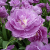ТЮЛЬПАН ПИОНОВИДНЫЙ "LILAC PERFECTION" ЛИЛАК ПЕРФЕКШН - Cадовый центр "Солнечный", Екатеринбург