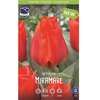 ТЮЛЬПАН ГРЕЙГА "MIRAMARE" МИРАМАРЕ - Cадовый центр "Солнечный", Екатеринбург
