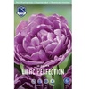 ТЮЛЬПАН ПИОНОВИДНЫЙ "LILAC PERFECTION" ЛИЛАК ПЕРФЕКШН - Cадовый центр "Солнечный", Екатеринбург