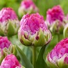 ТЮЛЬПАН ПИОНОВИДНЫЙ "WICKED IN PINK" ВИКЕД ИН РИНК - Cадовый центр "Солнечный", Екатеринбург