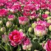ТЮЛЬПАН ПИОНОВИДНЫЙ "WICKED IN PINK" ВИКЕД ИН РИНК - Cадовый центр "Солнечный", Екатеринбург
