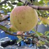 Яблоня "ВЭМ-розовый" 1-летка и старше С5 - Cадовый центр "Солнечный", Екатеринбург