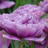 Тюльпан махровый "Lilac Perfection" Лилак Перфекшин - Cадовый центр "Солнечный", Екатеринбург