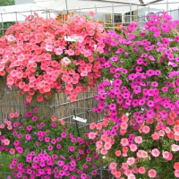 Однолетние вегетативные ампельные цветы - Cадовый центр "Солнечный", Екатеринбург