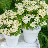 Гортензии метельчатые карликовые - Cадовый центр "Солнечный", Екатеринбург