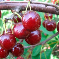 Вишня «Алатырская» С5 - Cадовый центр "Солнечный", Екатеринбург