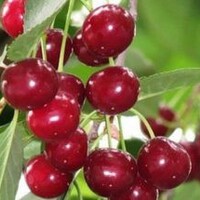 Вишня «Щедрая» С5 - Cадовый центр "Солнечный", Екатеринбург