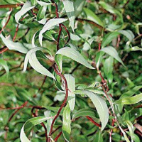 ИВА "СВЕРДЛОВСКАЯ ИЗВИЛИСТАЯ 1" 0,8-1 м С3-5 - Cадовый центр "Солнечный", Екатеринбург