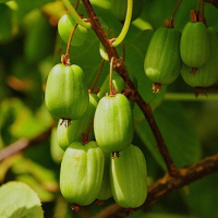 АКТИНИДИЯ КОЛОМИКТА "ЗЕМЛЯНИЧНАЯ"  С3 - Cадовый центр "Солнечный", Екатеринбург