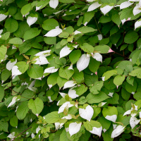 АКТИНИДИЯ КОЛОМИКТА "Velikanski" ВЕЛИКАНСКИ С3 - Cадовый центр "Солнечный", Екатеринбург