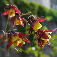 АКВИЛЕГИЯ ОСТРОЧАШЕЛИСТНИКОВАЯ С2 - Cадовый центр "Солнечный", Екатеринбург