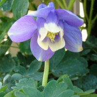 АКВИЛЕГИЯ ВЕЕРОВИДНАЯ С2 - Cадовый центр "Солнечный", Екатеринбург