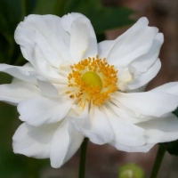 АНЕМОНА (ВЕТРЕНИЦА) ЯПОНСКАЯ "Andrea Atkinson" АНДРЕА АТКИНСОН C1,6-2 - Cадовый центр "Солнечный", Екатеринбург