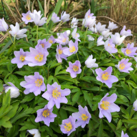 АНЕМОНА ДУБРАВНАЯ "Robinsoniana" РОБИНЗОНИАНА С1,6-2 - Cадовый центр "Солнечный", Екатеринбург