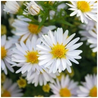 АСТРА КУСТАРНИКОВАЯ "Apollo" АПОЛЛО С1,6-2 - Cадовый центр "Солнечный", Екатеринбург