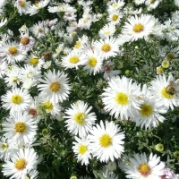 АСТРА КУСТАРНИКОВАЯ "Snowsprite" СНОУСПРАЙТ С2 - Cадовый центр "Солнечный", Екатеринбург