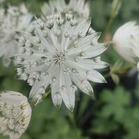 Астранция крупная "Diamonds White" Даймонд Уайт C1,6-2 - Cадовый центр "Солнечный", Екатеринбург