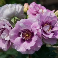 РОЗА ФЛОРИБУНДА "Eyes for You" АЙС ФО Ю С6 - Cадовый центр "Солнечный", Екатеринбург