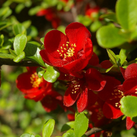 АЙВА ПРЕВОСХОДНАЯ "Crimson and Gold" КРИМСОН ЭНД ГОЛД С3 - Cадовый центр "Солнечный", Екатеринбург