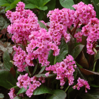 Бадан - Cадовый центр "Солнечный", Екатеринбург