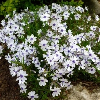 ФЛОКС ШИЛОВИДНЫЙ "Bavaria" БАВАРИЯ С2 - Cадовый центр "Солнечный", Екатеринбург