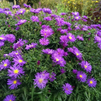 АСТРА КУСТАРНИКОВАЯ "Blaue Laguna" БЛАУ ЛАГУНА С3 - Cадовый центр "Солнечный", Екатеринбург