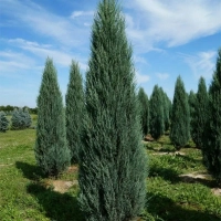 Можжевельник скальный "Blue Arrow" Блю Эрроу 1,3-1,4 м С20 - Cадовый центр "Солнечный", Екатеринбург