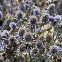 СИНЕГОЛОВНИК ПЛОСКОЛИСТНЫЙ "Blue Glitter" БЛЮ ГЛИТТЕР С1,6-2 - Cадовый центр "Солнечный", Екатеринбург