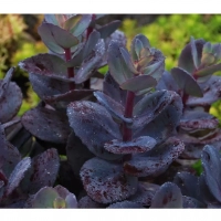 СЕДУМ ГИБРИДНЫЙ "Blue Pearl" БЛЮ ПЕРЛ С1,6-2 - Cадовый центр "Солнечный", Екатеринбург